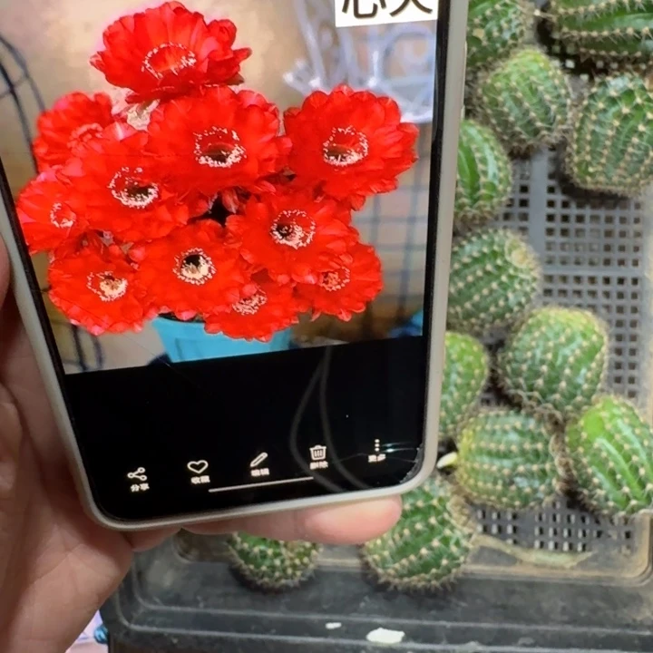 326彩草心火歪无根侧牙4公分左右，20包邮