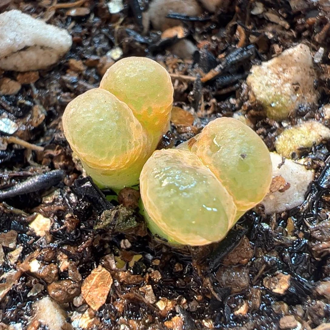 芭比粉多肉植物带盆
