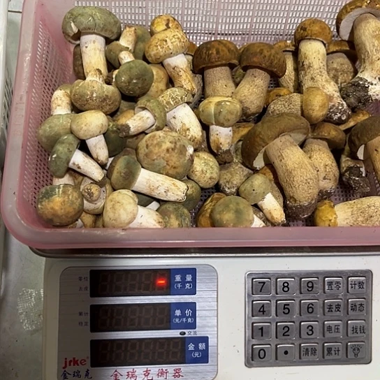 用***1青头拼美味牛肝中国大陆