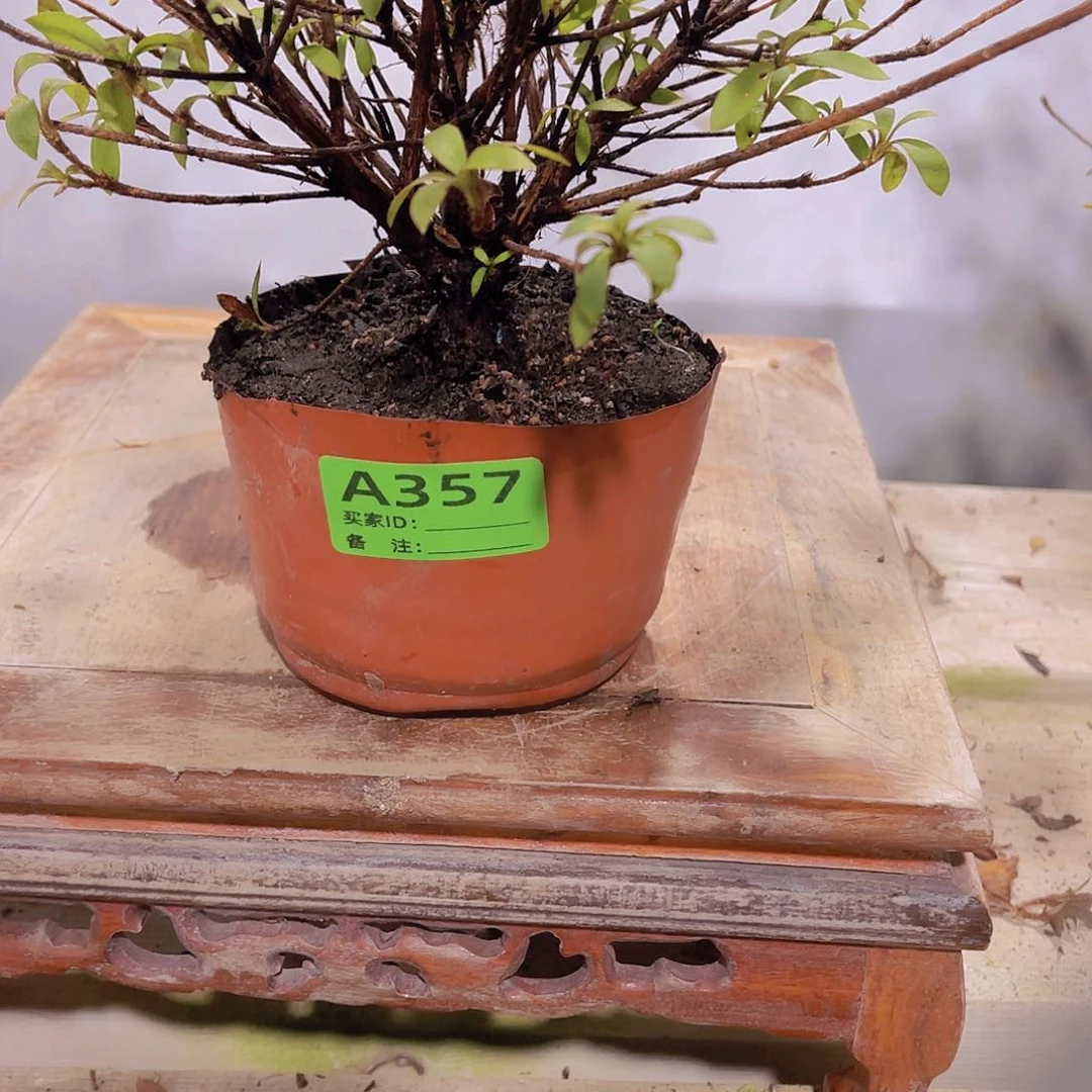 红陶直播时间一直一直