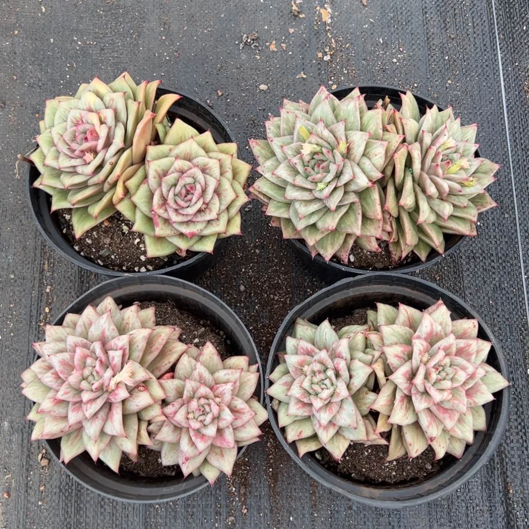 蔷薇锦双头，图中任意一颗，尺寸14+