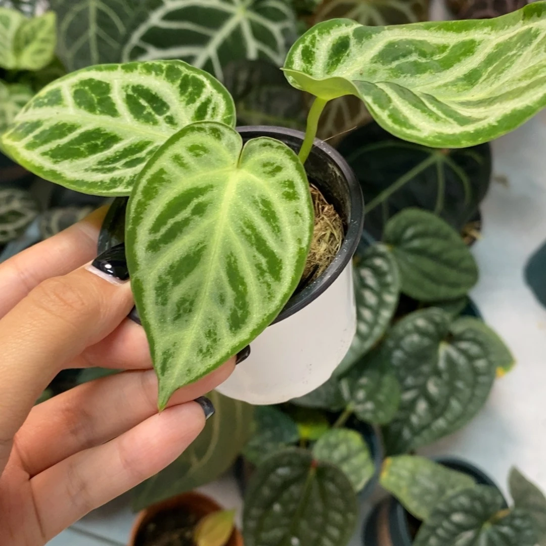 不开花植物银色面纱