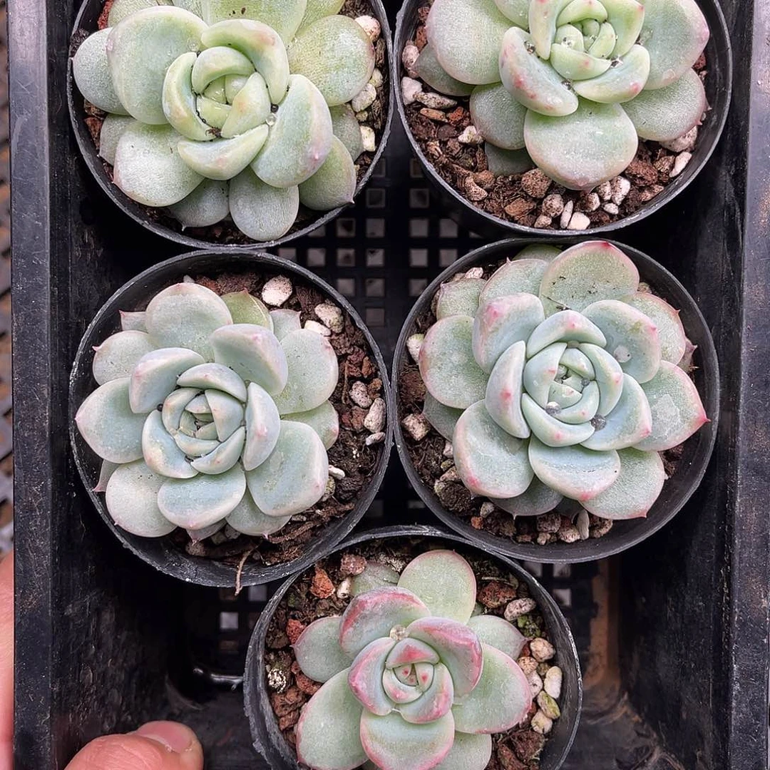多肉一物一拍16-105