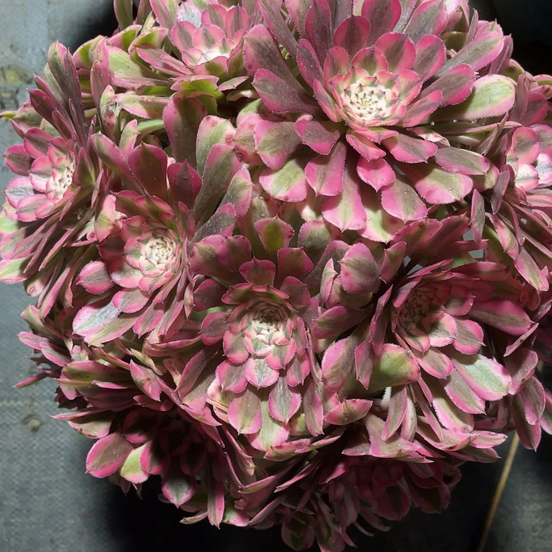 粉铜壶锦法师多肉植物漂亮