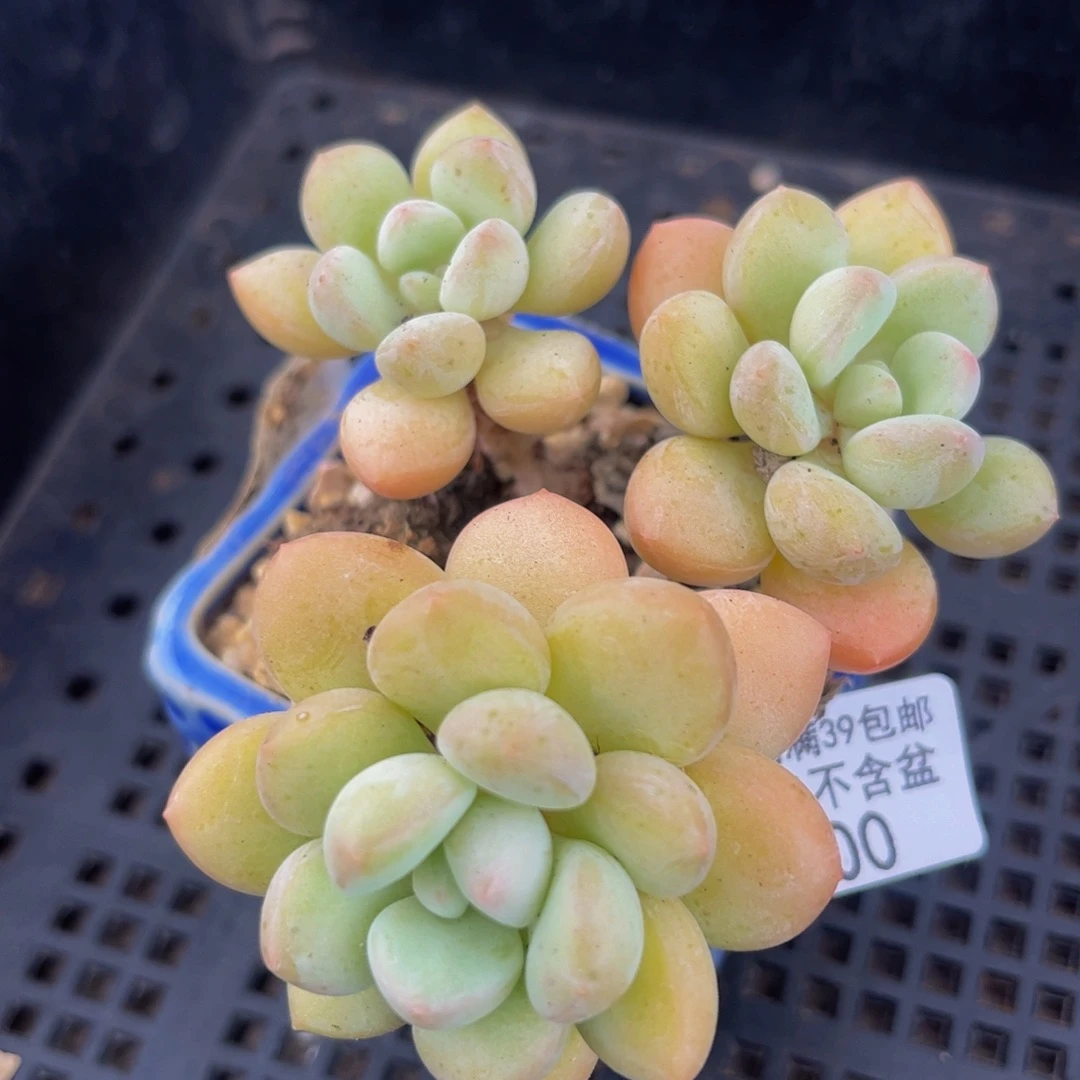 300-泡泡糖多肉5cm