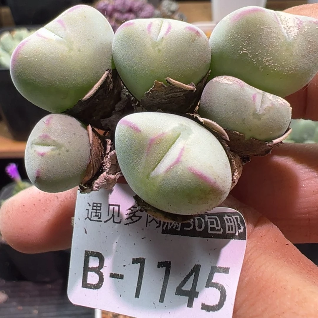 多肉植物1111111111111