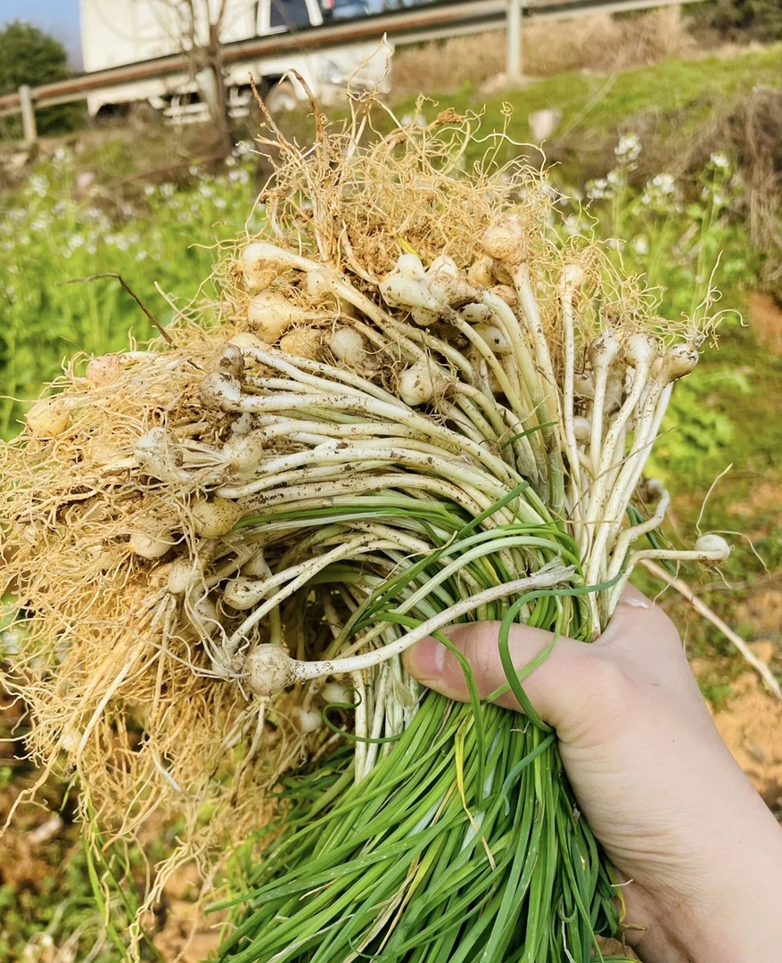 湖南湘西本土农家野生葱野胡葱