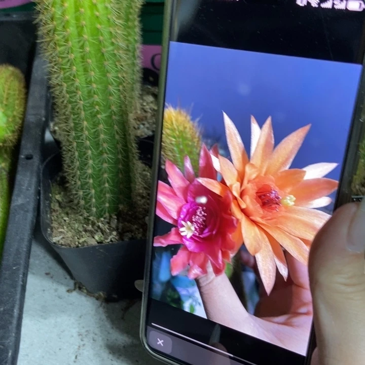 仙人球双色金妞单个自根一个