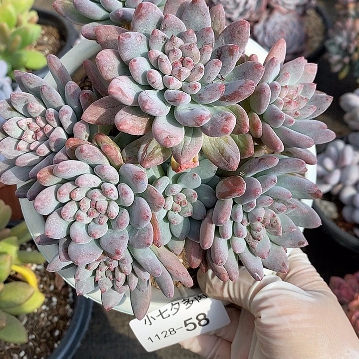 从***流小七夕多肉美人杂58