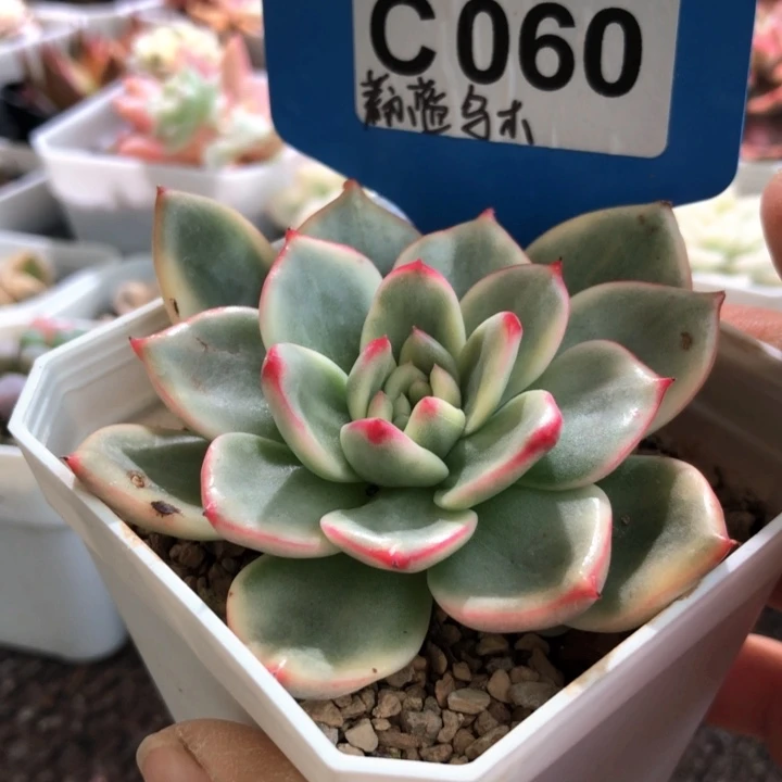 蔚蓝乌木覆轮锦有根