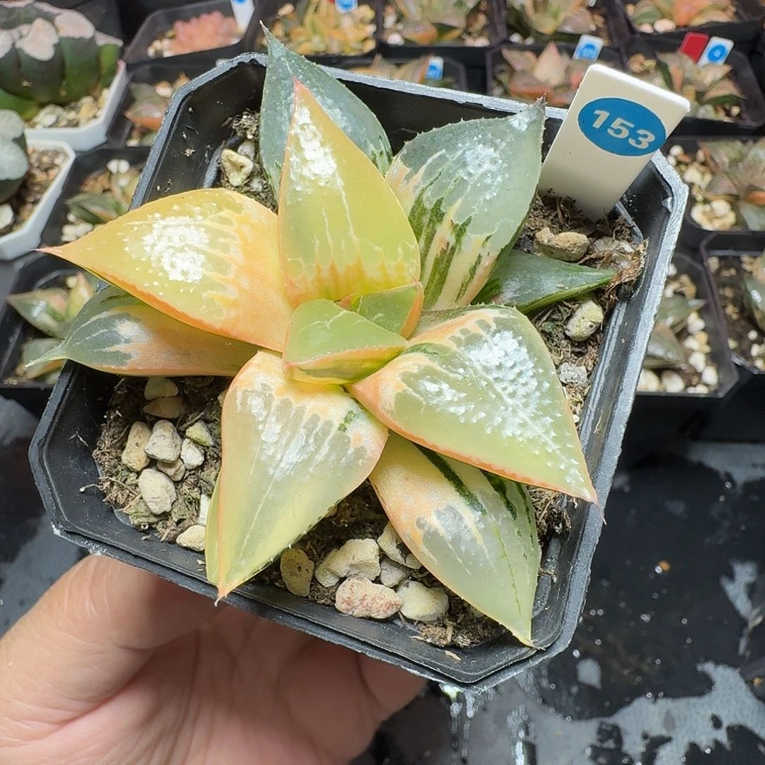 恭喜发财酒吞童子糊版0153