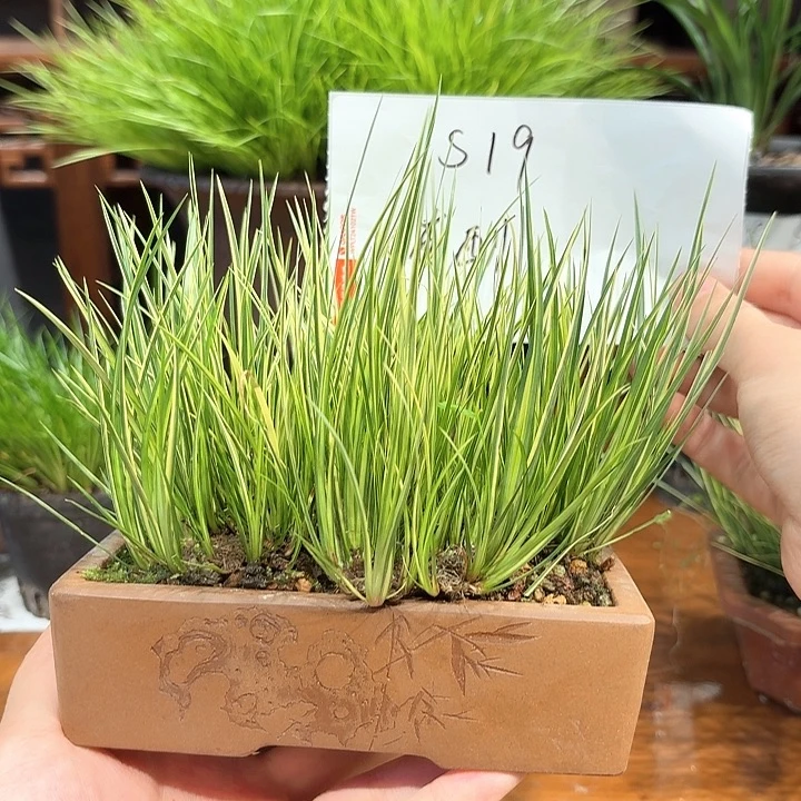 完全开放花卉种植