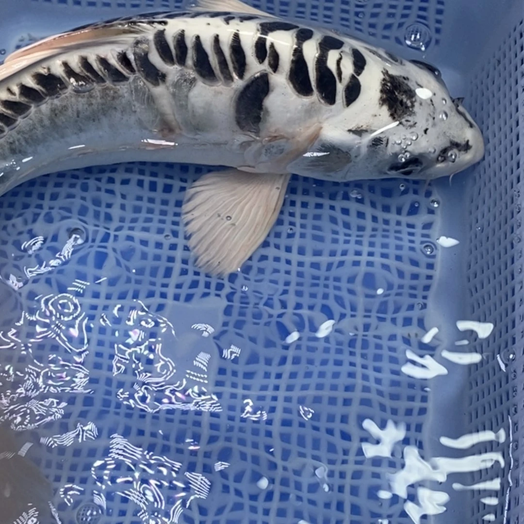 锦鲤锦鲤 开衩掉麟充血属于正常情况介意别拍无开箱视频不售后