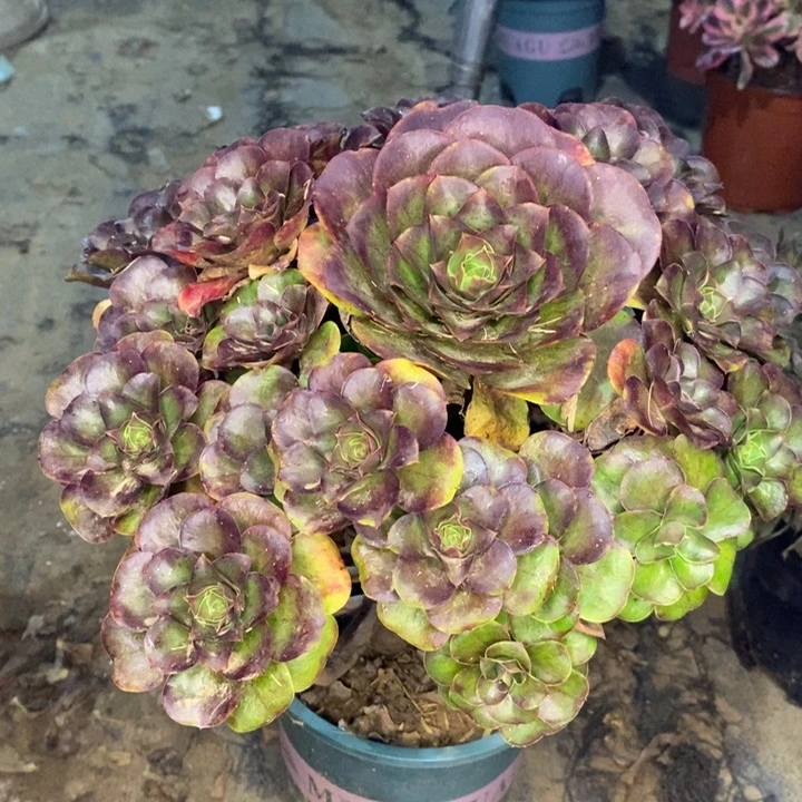 魅金玫瑰多肉植物62。