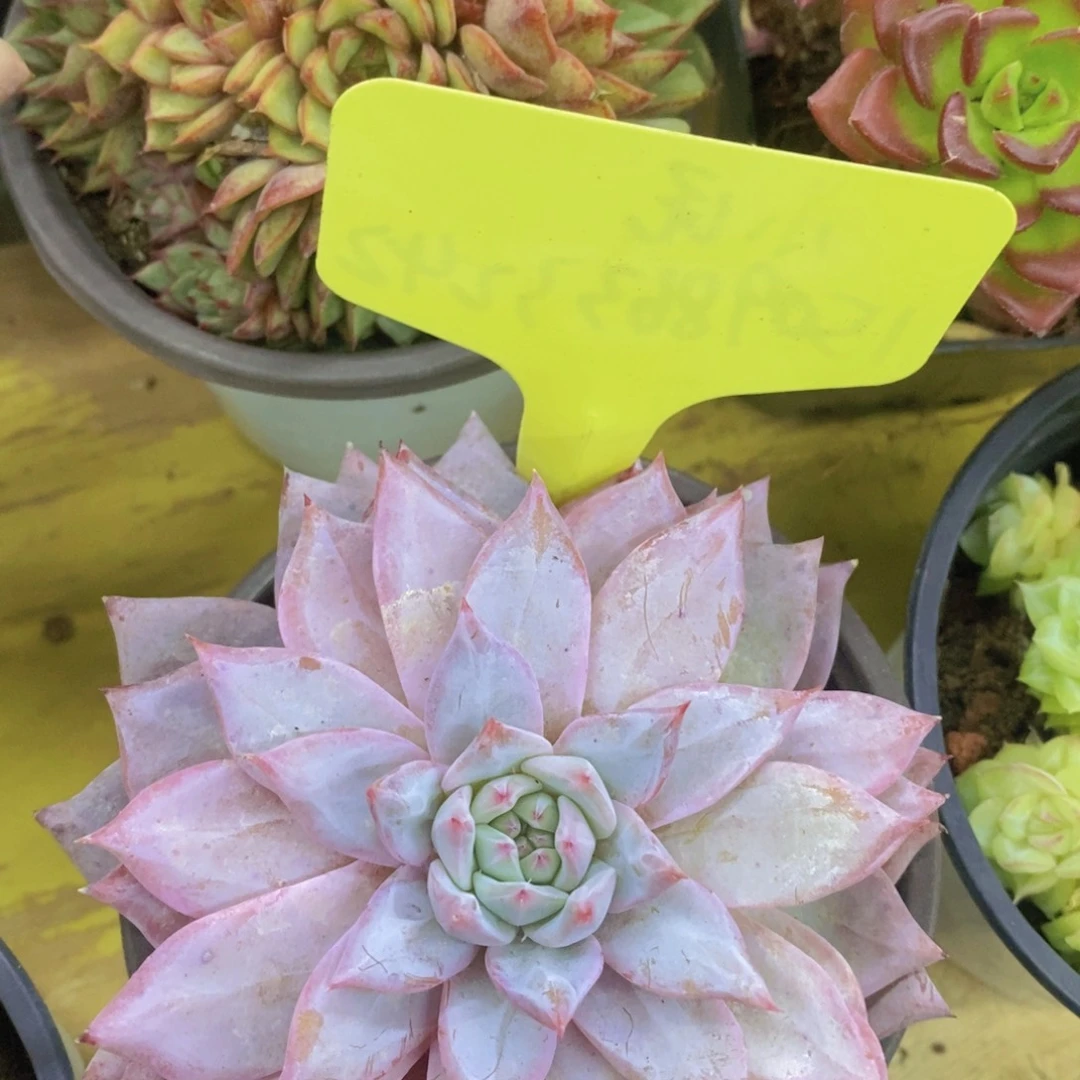 开心多肉，一物一拍，一单包邮