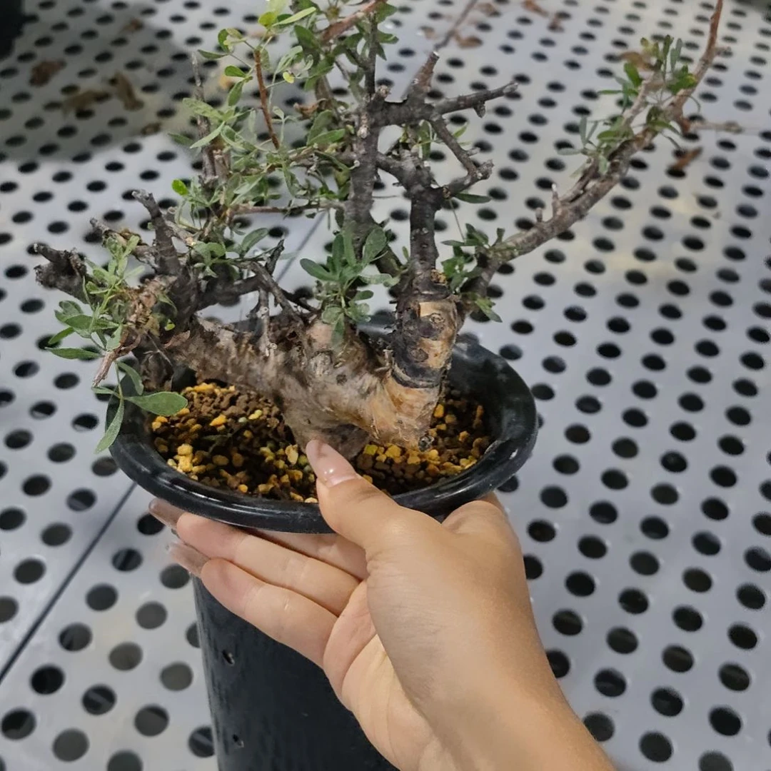 索马里细叶佛里西