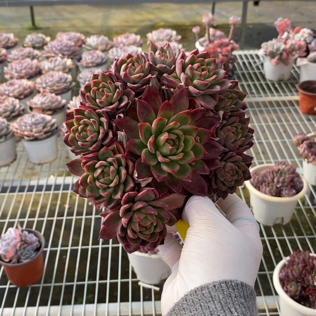 585蓝龙手捧一物一拍