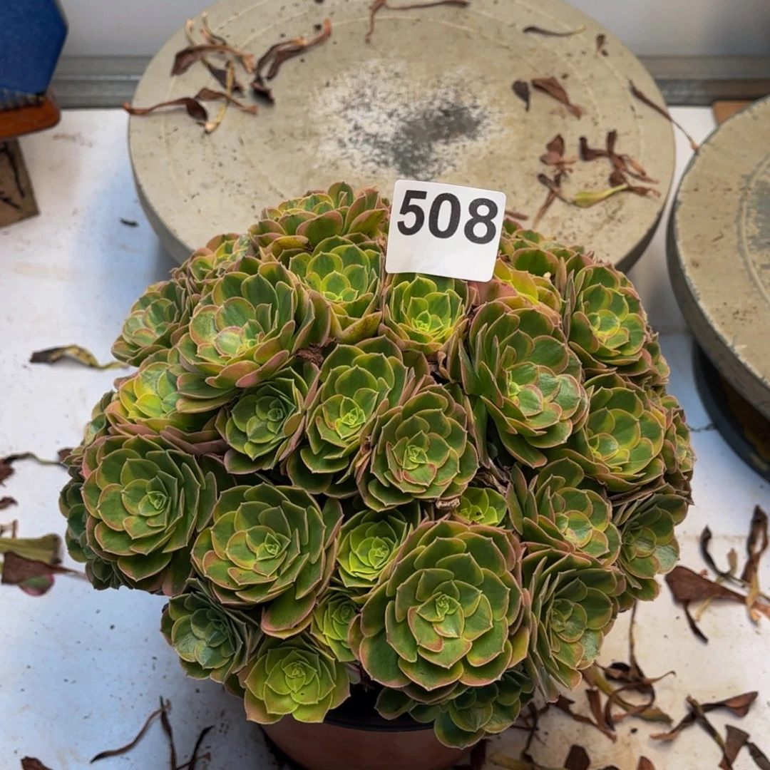 多肉植物奶白朵朵508