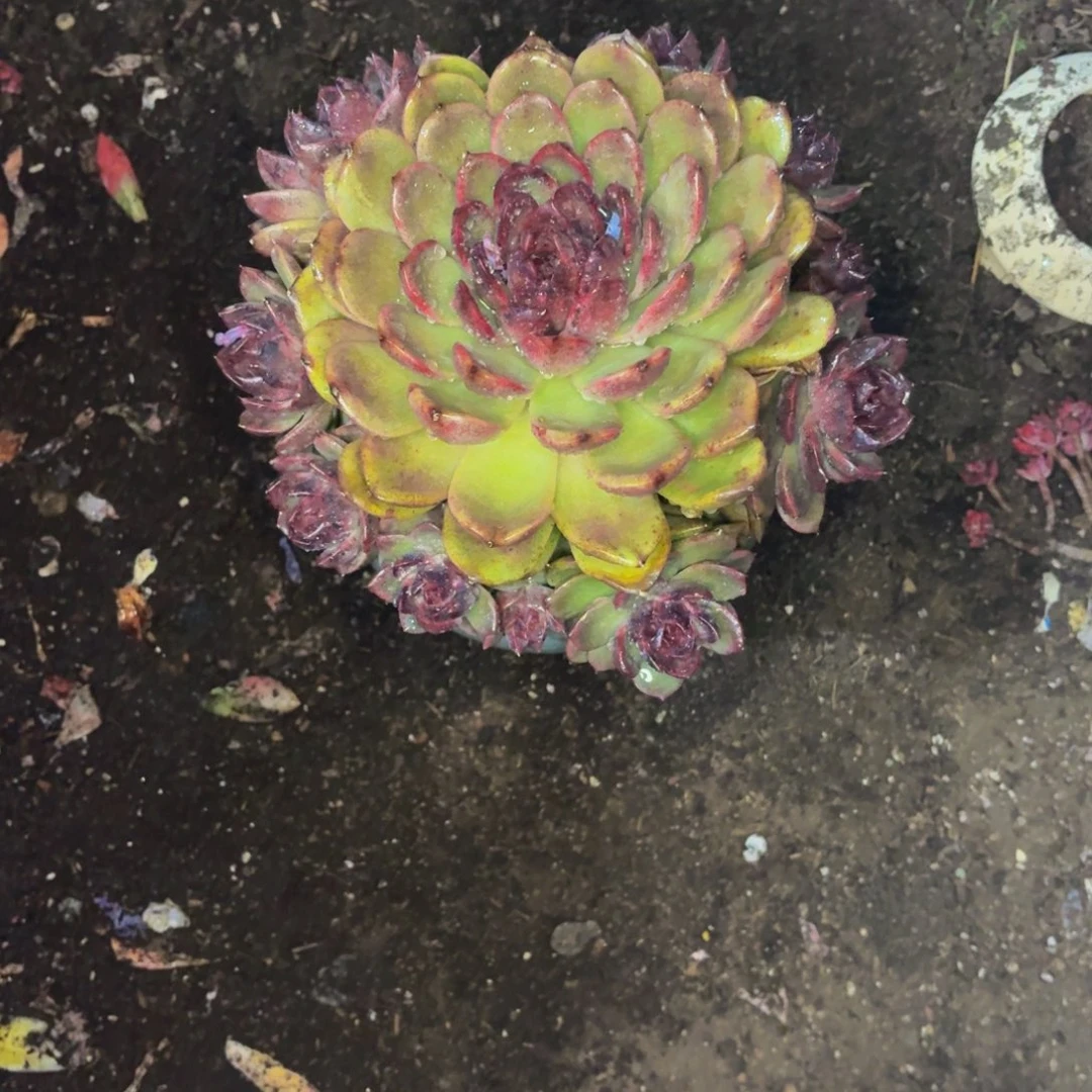 ****࿐老桩精品肉肉紫水晶