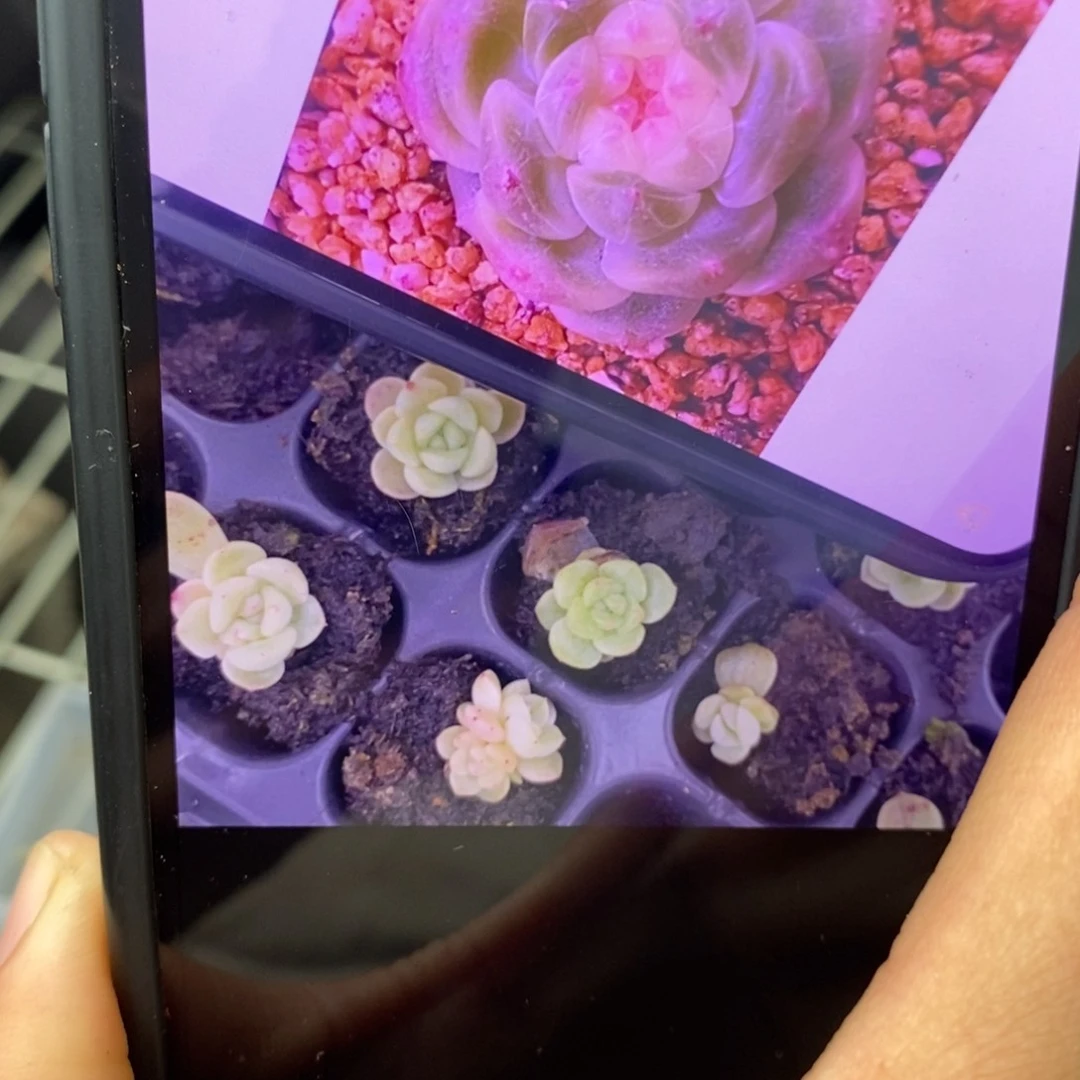 甜心255叶插小小苗一个多肉量拍