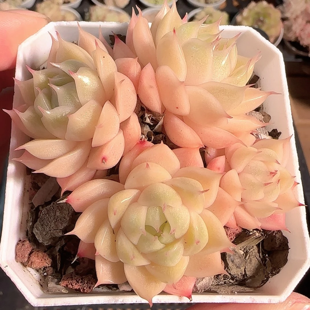 多肉1124-151麦秆群