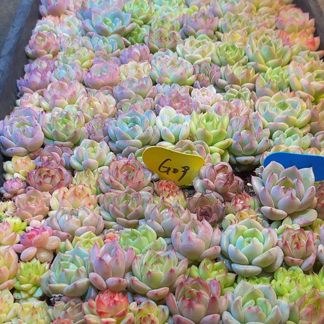 818多肉葡萄的味道是真的很