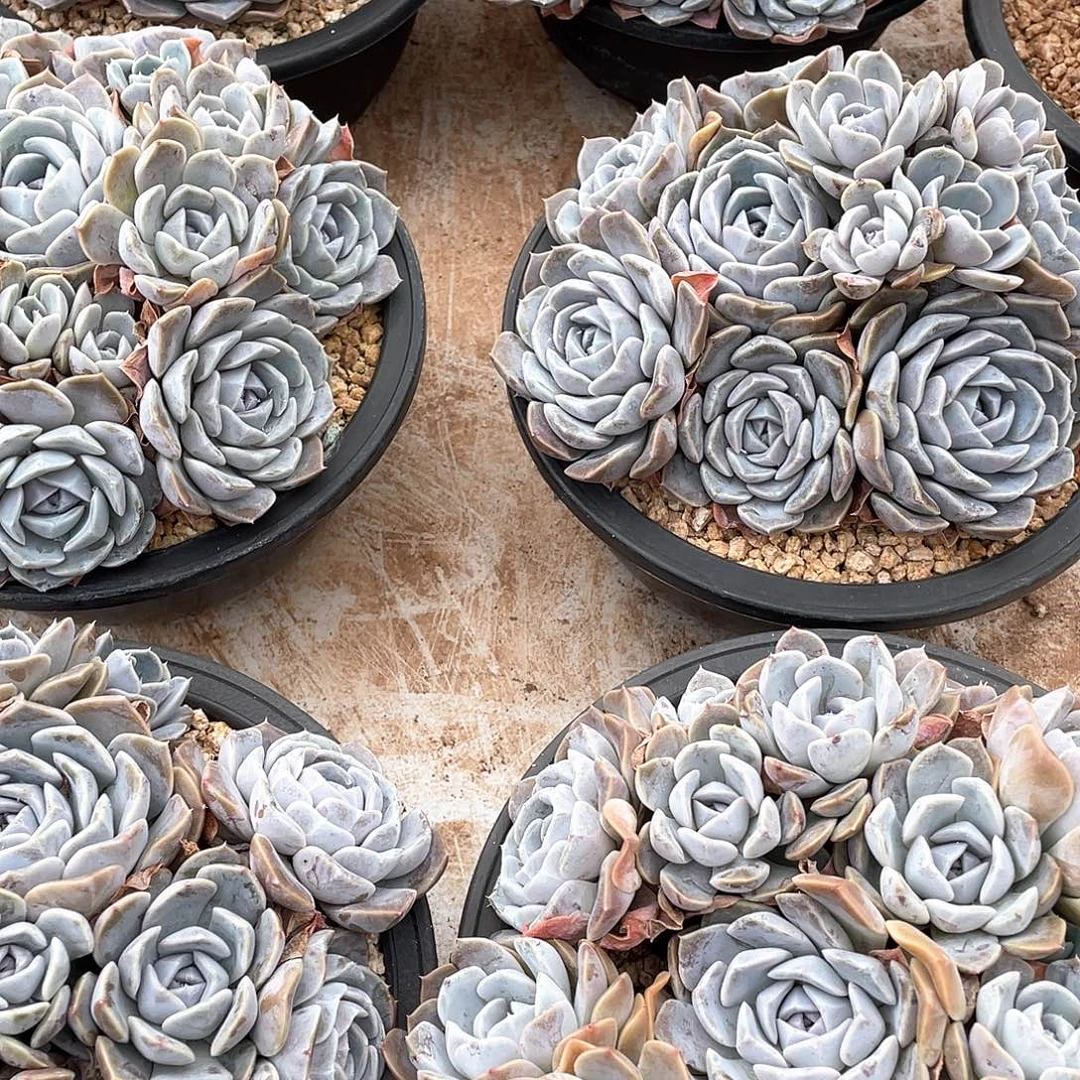 汉堡老桩手捧花20厘米可挑