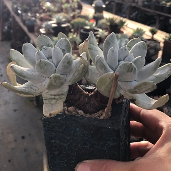 无花朵开心精品多肉盆栽