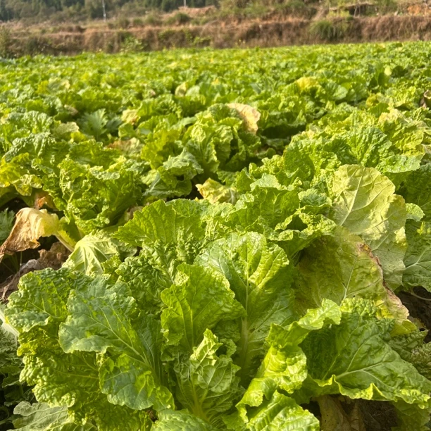 【白菜 顺丰包邮】湖南湘西农家高山白菜 现采现发