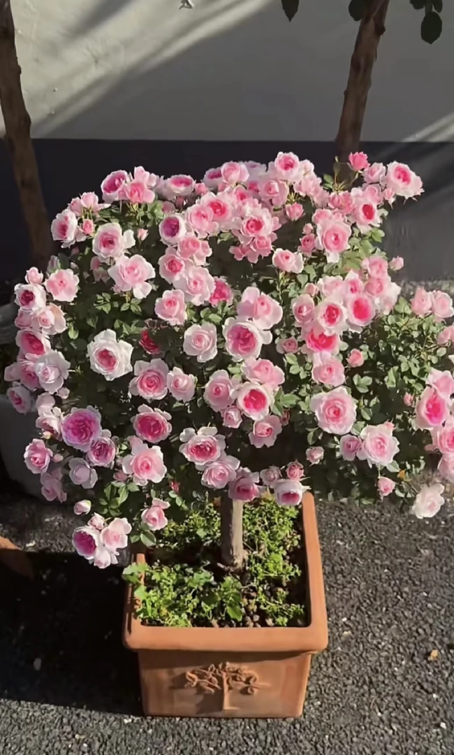 庭院阳台月季花苗四季开花盆栽植物木槿花