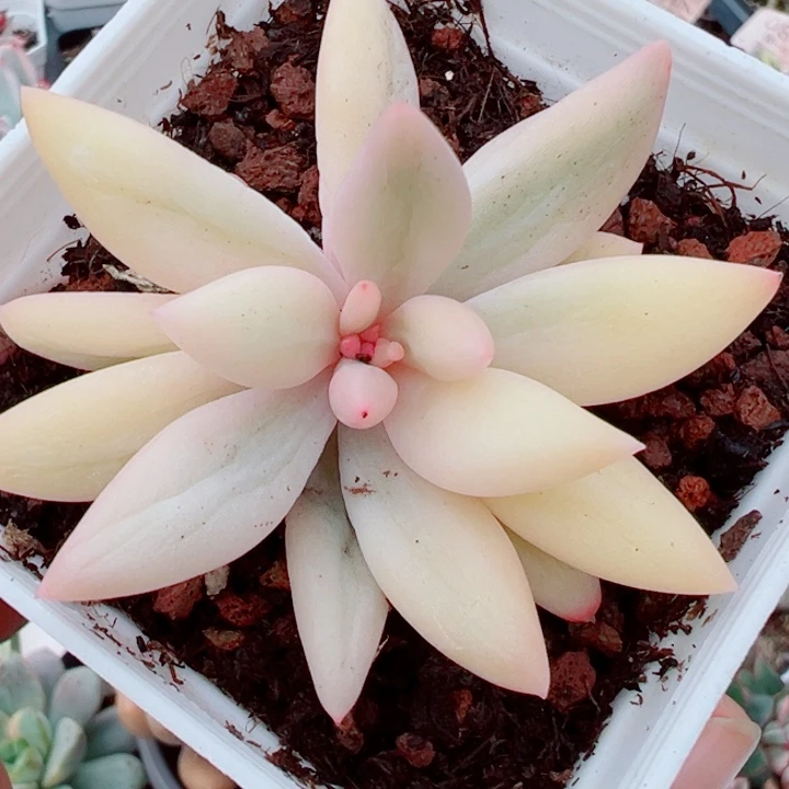 红蜻蜓锦多肉植物1331