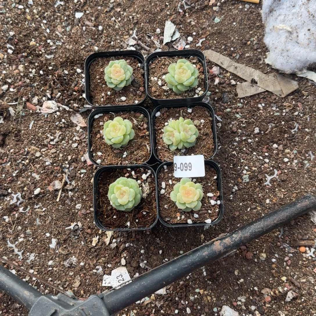 睡***。小卡拉米糖心一物一拍