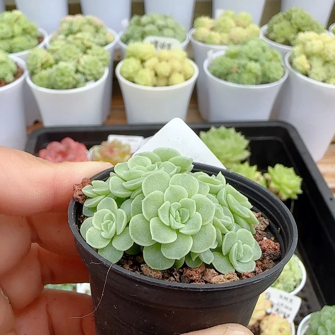 【闪购商品】0926-44优选麦杆