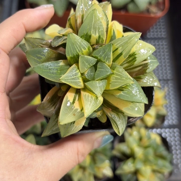 姬寿锦多肉植物原盘原土