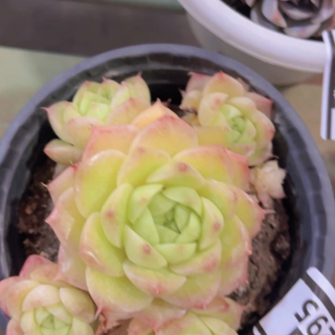 【闪购商品】老****杨麦秆04295