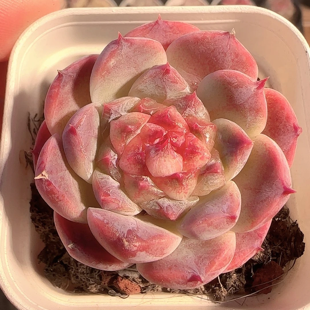 多肉1204-23秘境冰魄