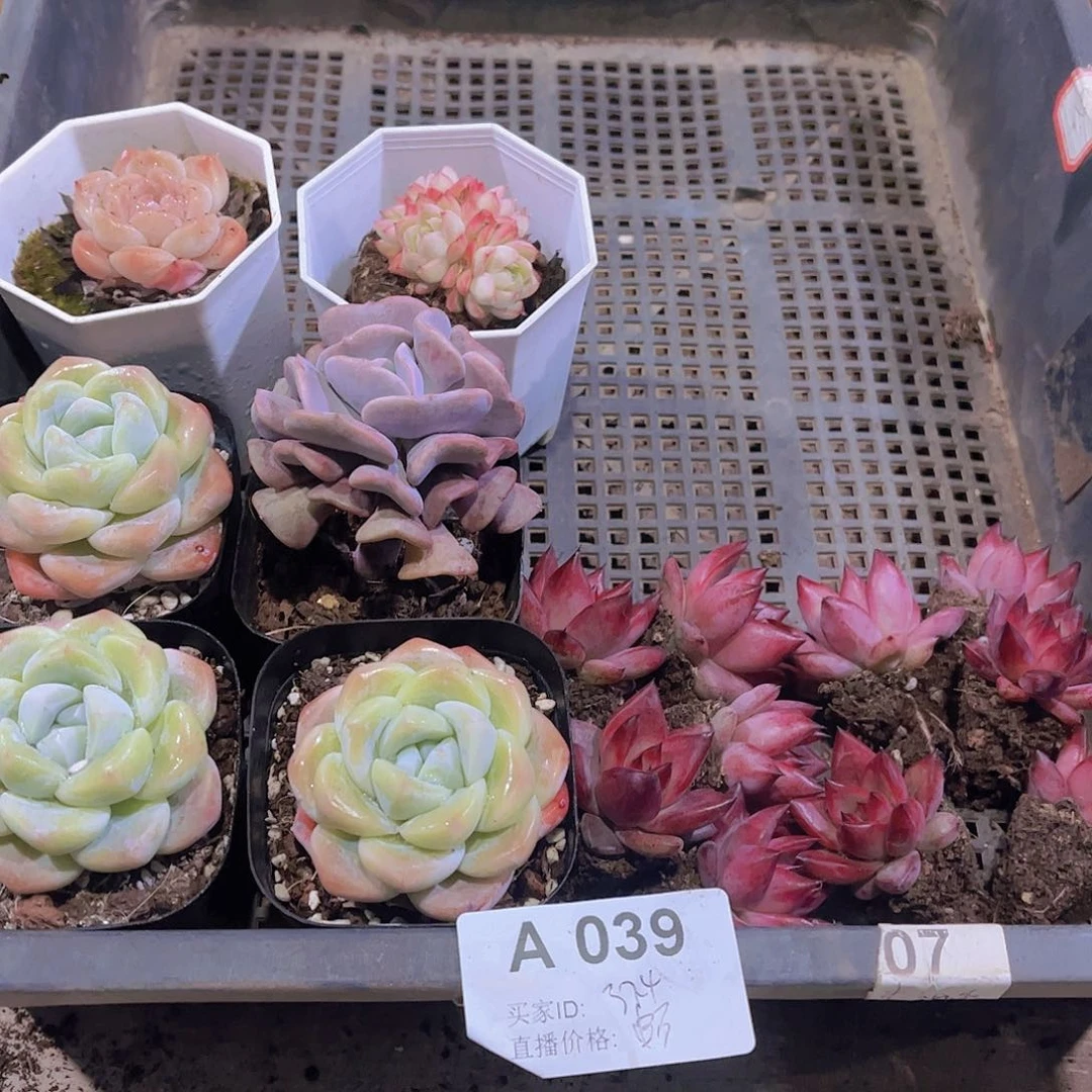 多肉039多肉植物