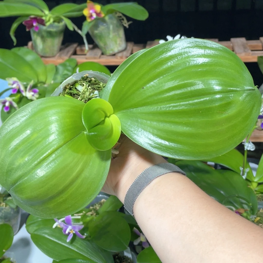 当前无花栽培后可以开花