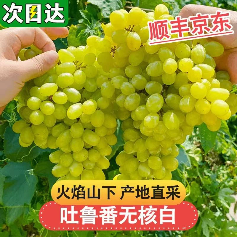 【顺丰明日达】新疆吐鲁番无核白葡萄，应季水果！葡萄同城送新疆维吾尔自治区