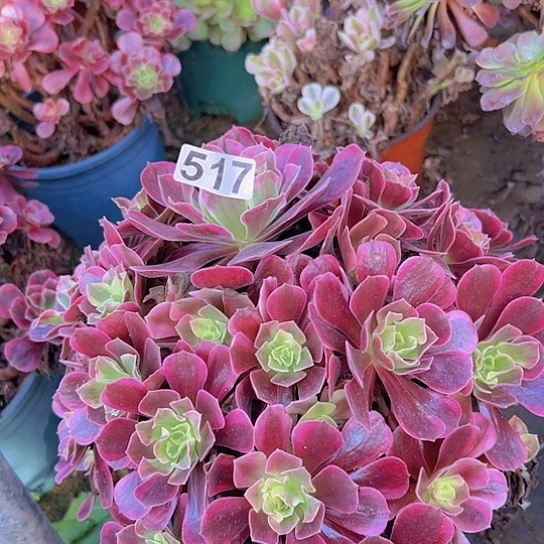 *****多肉植物一个凤冠