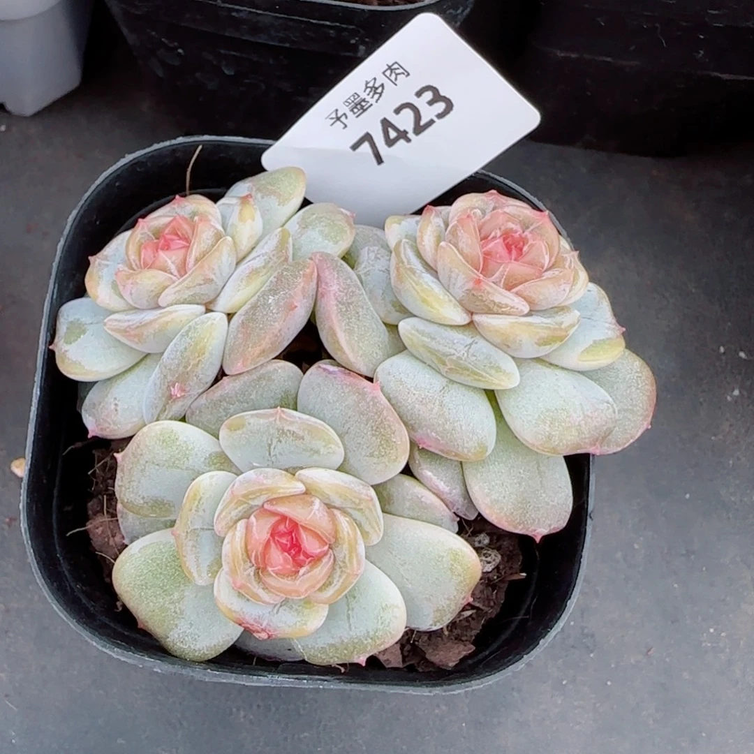 彩恋，7423多肉植物