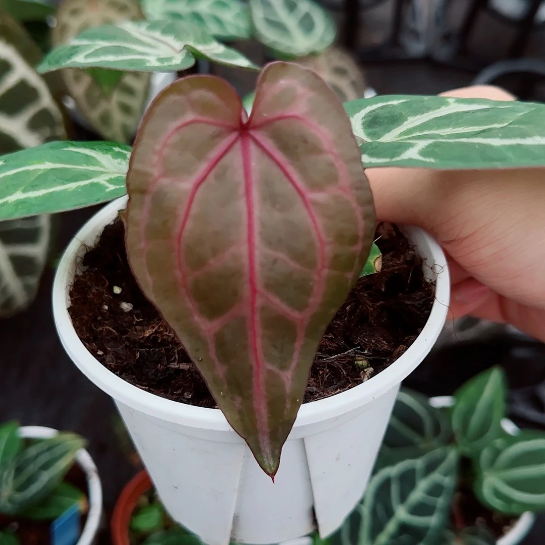 完全开放中毒紫水晶