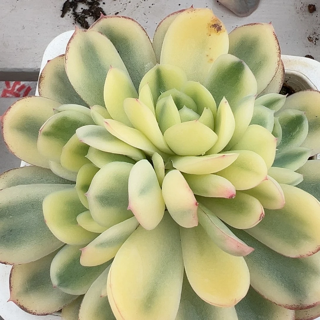 草莓冰锦群生多肉