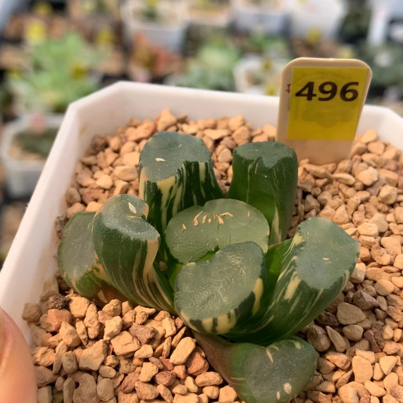 【闪购商品】496大明湖