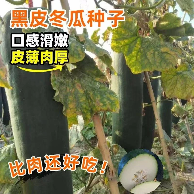 N147大黑皮冬瓜种子适合阳台盆栽与大田种植春秋季蔬菜种子