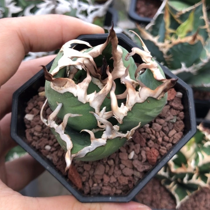 凯撒仁王冠龙舌兰