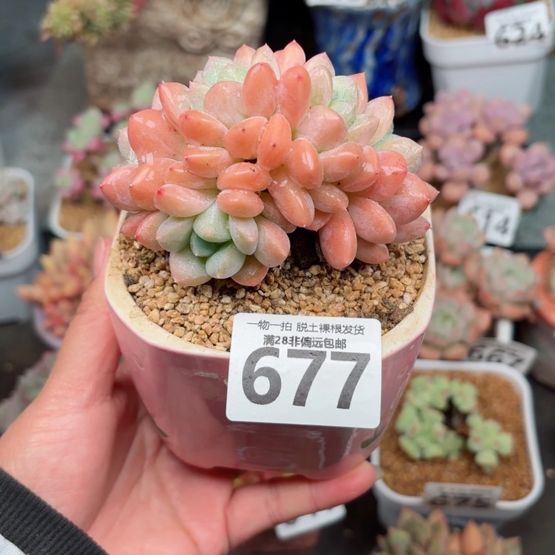 芙丽朵无盆土发货