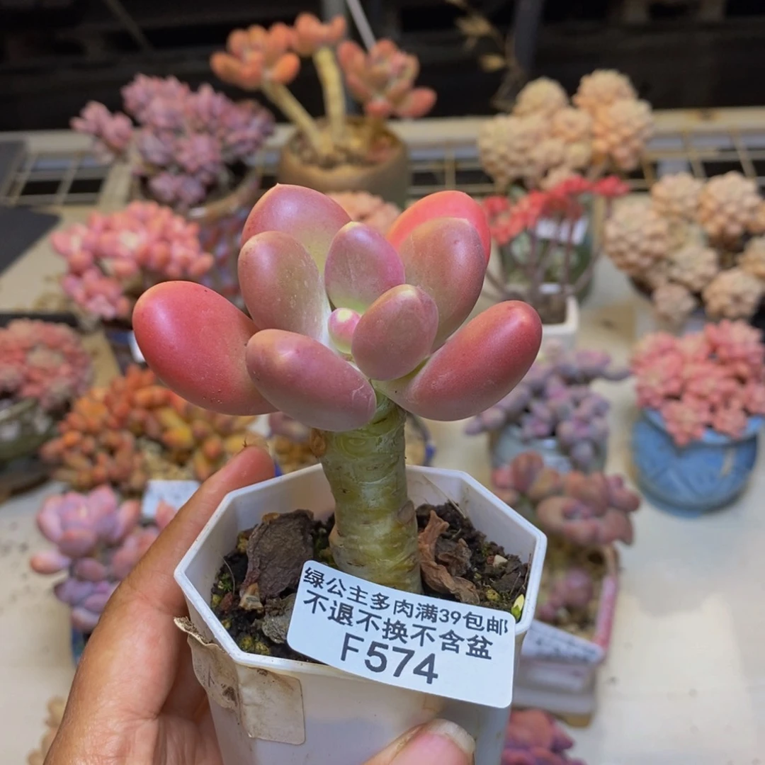574金蟾多肉肉5c m m