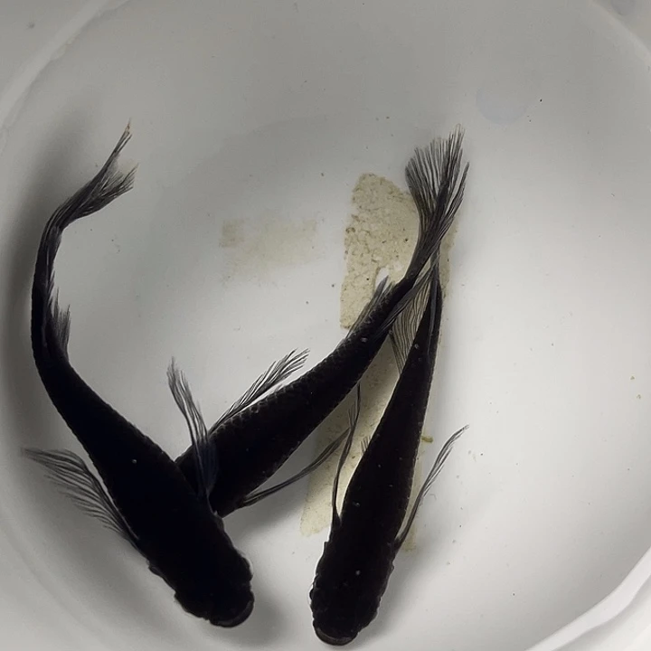 青鳉鱼松井长鳍大蛇3条，1号，满10包邮，可叠单