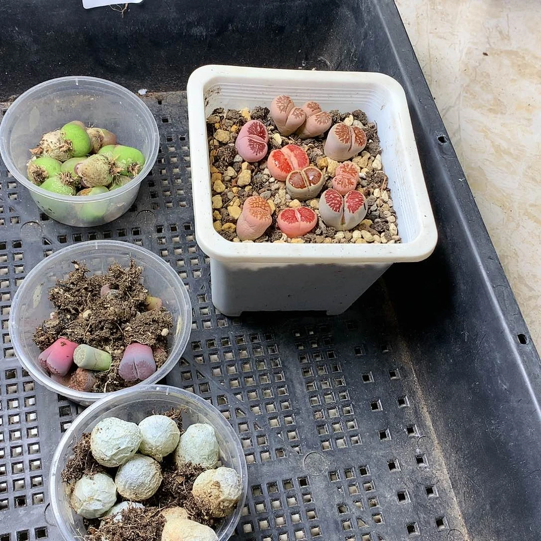 甄*能G357多肉植物保护